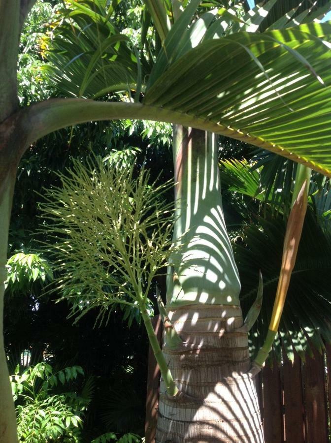 2 Chambres Avec Piscine Dans Maison Creole Saint Pierre Bagian luar foto